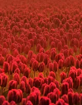 各种颜色唯美的郁金香花图片大全