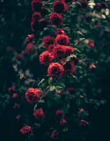 艳丽的红色玫瑰花植物花卉图片