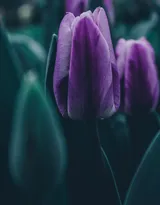 紫色唯美的郁金香图片