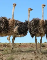 跑步小能手-鸵鸟图片