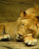 披头散发的雄性狮子图片