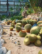 盆景仙人球图片