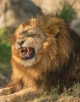 披头散发的雄性狮子图片