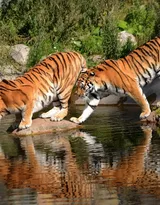 万兽之王“虎”老虎的高清图片