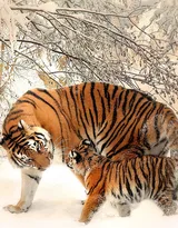 万兽之王“虎”老虎的高清图片