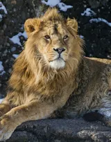 披头散发的雄性狮子图片