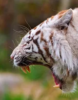 虎中贵族“白虎”图片大全