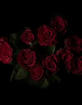 艳丽的红色玫瑰花植物花卉图片