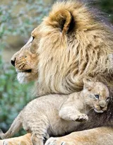 披头散发的雄性狮子图片