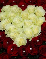 血色玫瑰，情人专属，示爱花卉“玫瑰花”图片