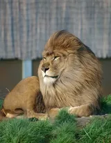 披头散发的雄性狮子图片