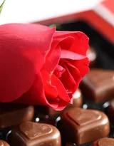 艳丽的红色玫瑰花植物花卉图片