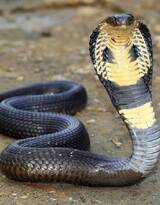 让人望而生畏的剧毒蛇类-眼镜蛇图片