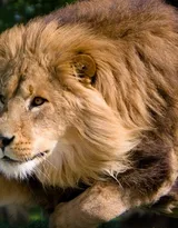 披头散发的雄性狮子图片