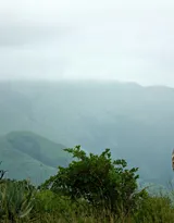 动物模特长颈鹿动物图片大全