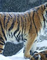 万兽之王“虎”老虎的高清图片