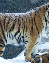 万兽之王“虎”老虎的高清图片