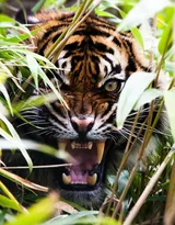 万兽之王“虎”老虎的高清图片