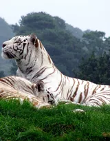 虎中贵族“白虎”图片大全