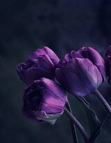 紫色唯美的郁金香图片