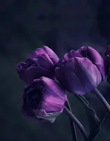 紫色唯美的郁金香图片