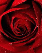 艳丽的红色玫瑰花植物花卉图片