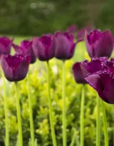 紫色唯美的郁金香图片