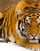 万兽之王“虎”老虎的高清图片