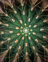 盆景仙人球图片