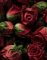血色玫瑰，情人专属，示爱花卉“玫瑰花”图片