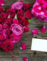 艳丽的红色玫瑰花植物花卉图片