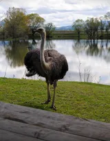 跑步小能手-鸵鸟图片