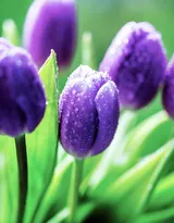 紫色唯美的郁金香图片