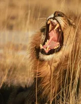 披头散发的雄性狮子图片