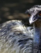 跑步小能手-鸵鸟图片