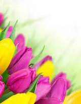 各种颜色唯美的郁金香花图片大全