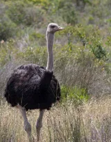 跑步小能手-鸵鸟图片