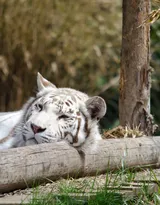 虎中贵族“白虎”图片大全