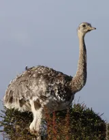 跑步小能手-鸵鸟图片