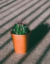 盆景仙人球图片