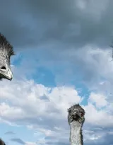 跑步小能手-鸵鸟图片