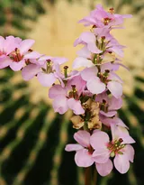 盆景仙人球图片