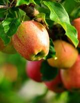 爽脆可口的水果“苹果”高清图片