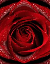 血色玫瑰，情人专属，示爱花卉“玫瑰花”图片