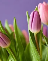 紫色唯美的郁金香图片