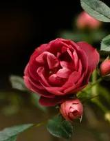 艳丽的红色玫瑰花植物花卉图片