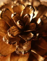 松鼠的美食“松果”的图片