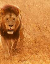 披头散发的雄性狮子图片