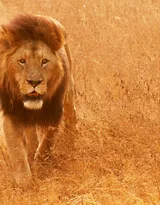 披头散发的雄性狮子图片