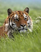 万兽之王“虎”老虎的高清图片